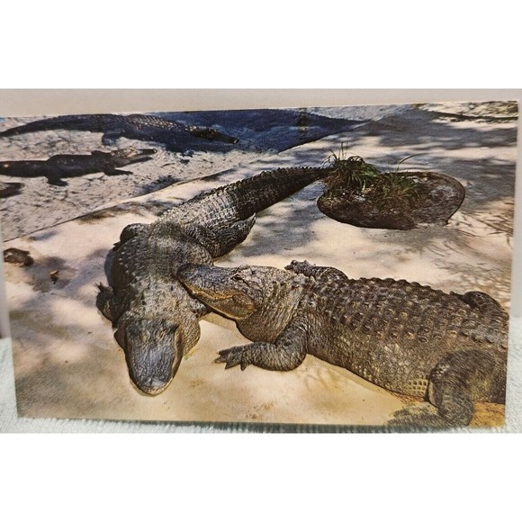 florida Other Vintage Florida Postcard Alligators Weeki Wachee Poshmark